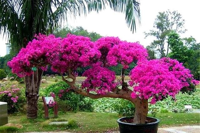 浇水|三角梅开花少“3段式”浇水法,配合2种水,开花多花期长