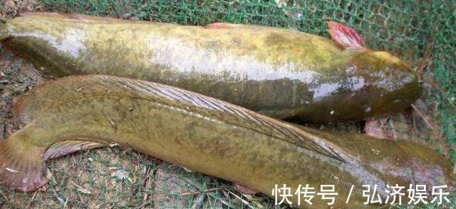 南方鱼,味道鲜美营养高,5元一斤没人买,当地人才爱吃