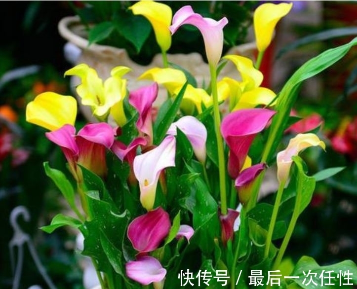 马蹄莲|冬天养此款花卉，风吹开花旺，花色繁多易爆盆，娇艳欲滴