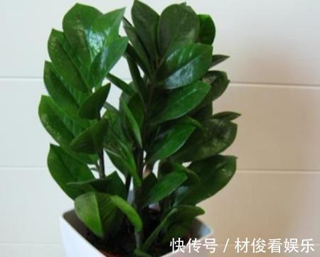 蹭蹭|“金钱树”长得快,就靠这4招,片片“金钱叶”,蹭蹭猛长个!