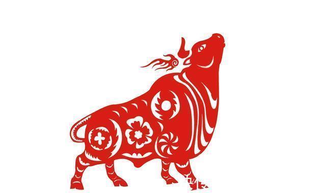 生肖牛|属牛人本命年穿红色应该谁买红色应该穿多久生肖牛速看！