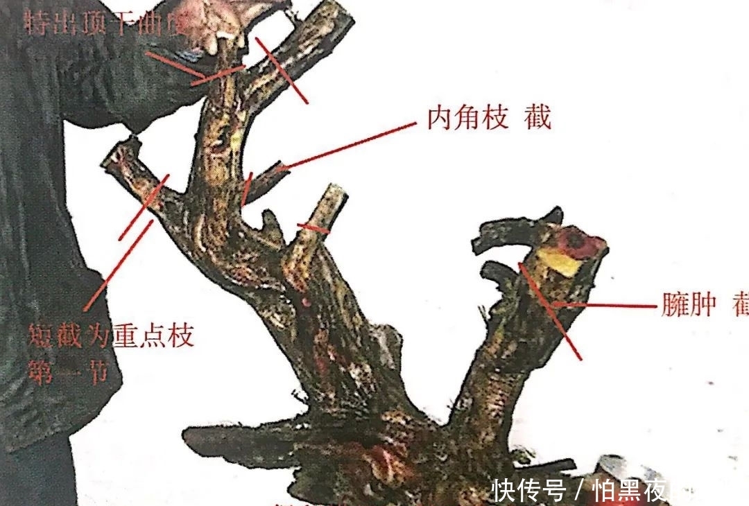 熟知雀梅习性后，临摹盆景设计案例，咱们的盆景作品指日可待！