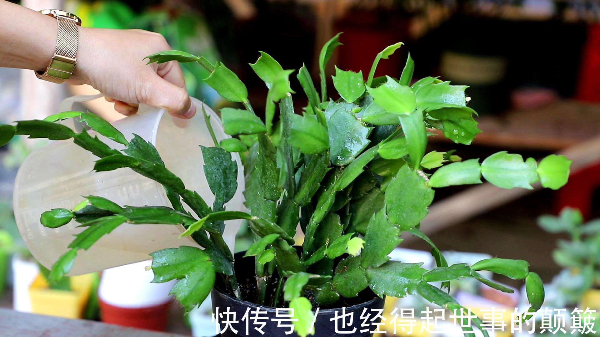 蟹爪兰干瘪瘪别急！就用2招，叶片杠杠厚，油绿锃亮花爆满