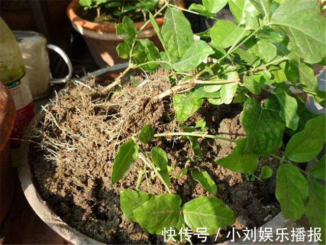 枝条|入秋扦插“6种花”,7天就生大白根,告别“黑腐烂”呼呼窜大个