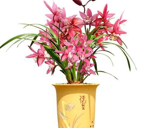  香味|四季花开不断的兰花，花色柔美，香味不输名牌香水，比野草还好养