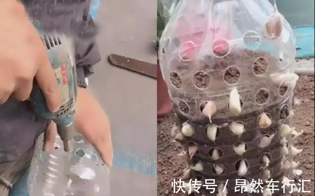 小菜园|养花技巧:一个油桶胜过两花盆,种菜养花好用又省钱!