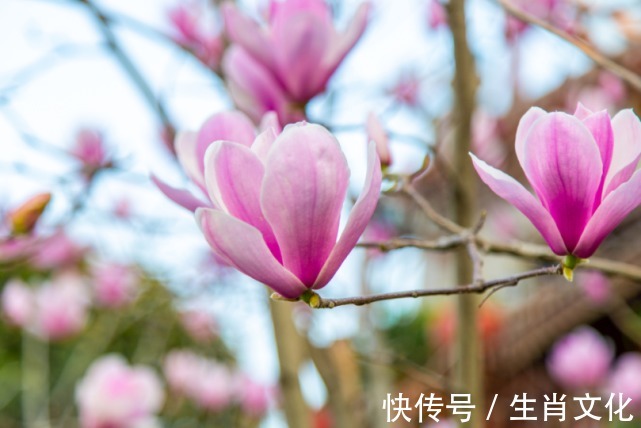 虎年|12生肖中，虎年风雨之后见彩虹，聚福聚财，美梦成真的3个生肖！