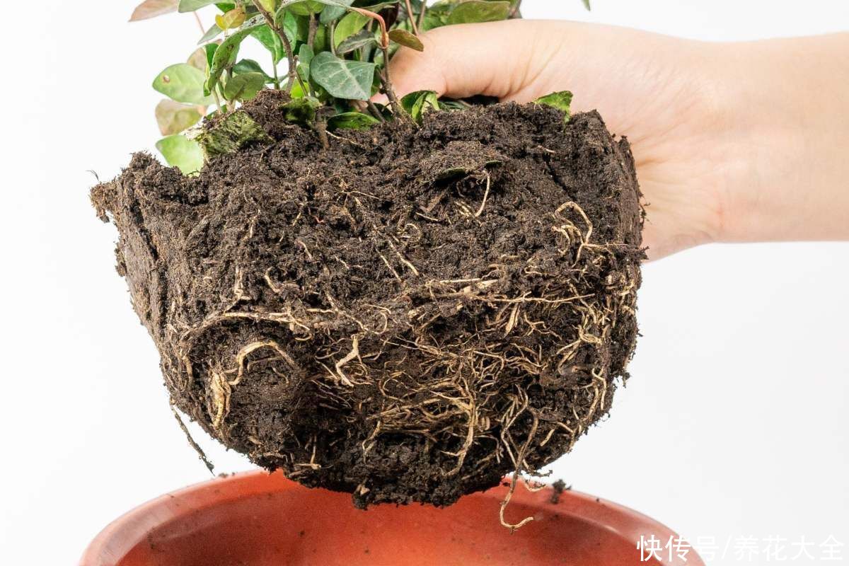 教程|给花换盆的详细教程，操作简单，完全不伤大白根
