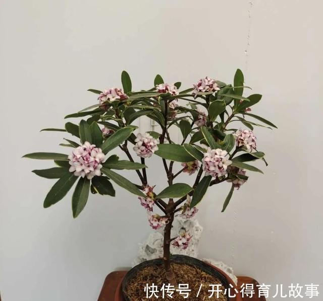 金边瑞香|这4种“香妃花”，美貌与香气共存，又清新又高雅