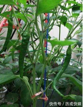 阳台上最好养的“3种菜”，种一次，吃不完，收获一盆又一盆