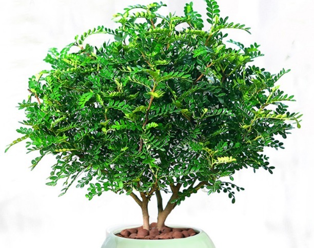 盆景|养花真不如养几种盆景，摆在家里时尚又漂亮，美观又养眼