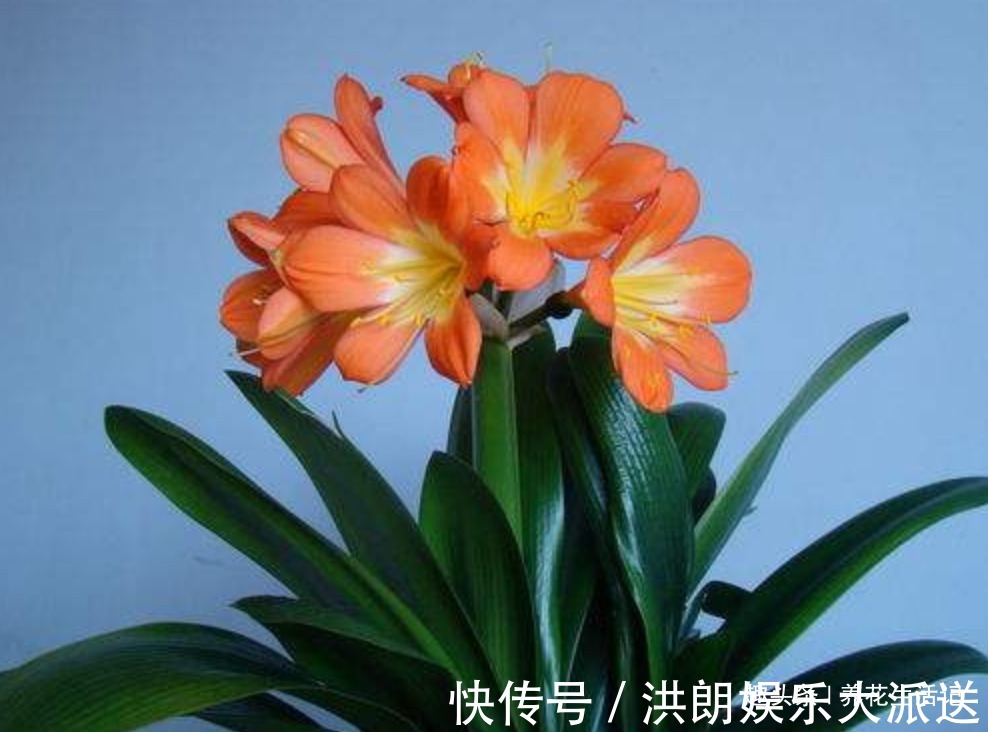 君子兰|家养君子兰,叶片不对称、一边大一边小,学会“3招”就能解决