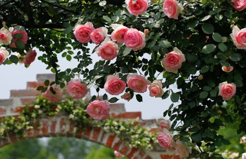 看了她的院子,治愈了我的心情!栽满藤本月季,美成了花海