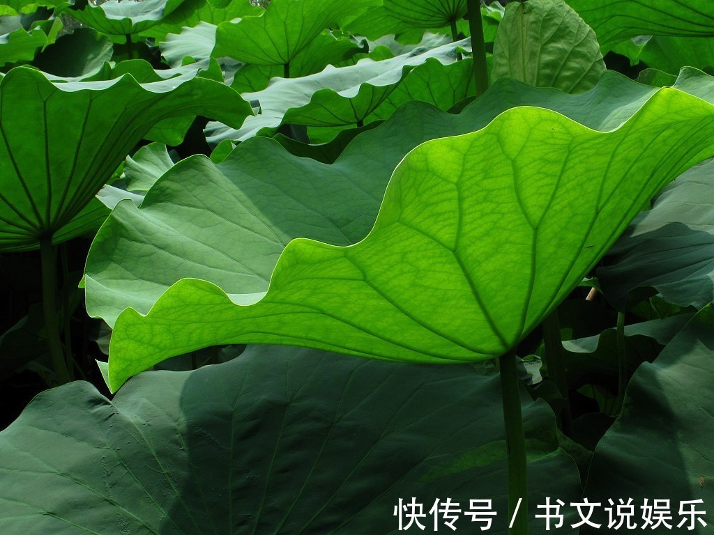 荷叶|藏在身边的天然胰岛素,每天喝一口,强身又健体,血糖悄悄降下来