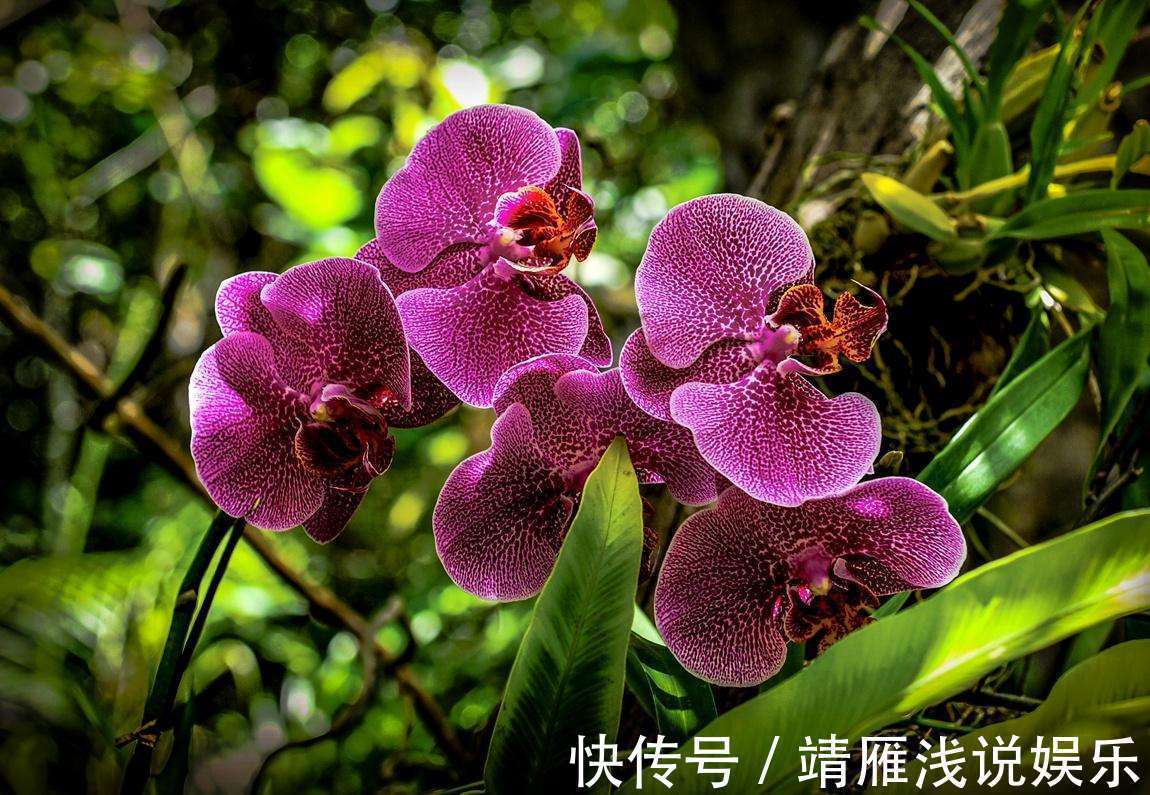 蝴蝶兰是有名的年宵花，开花似蝴蝶，十分好养你也能上手