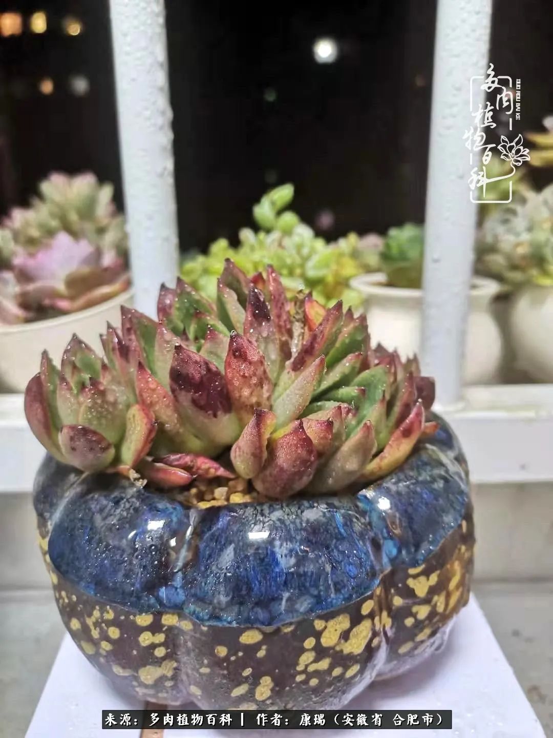 养肉之路,道阻且长,累的是身体,净的是心灵!