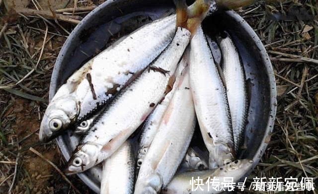 蛆虫|钓白条鱼真是累人,用我分享的方法,只要你下钩,它就在那等你