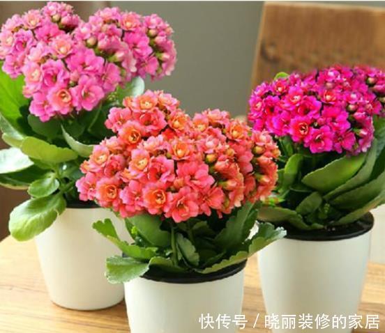 花盆里放点此个，一个月就爆盆了，两年都不黄叶