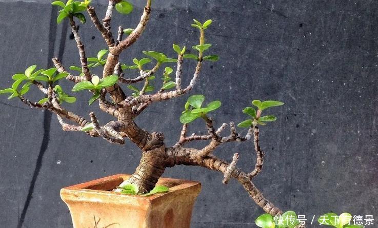 盆栽|养好金枝玉叶简单,注意3点,盆栽有状态、更漂亮,易成老桩