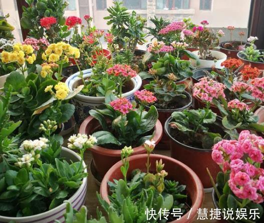 喜庆|“3种花”家里养,看着就“喜庆”,有“财源不断”的寓意,值!