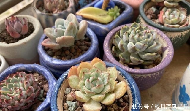 度夏|绿了也是心头肉，开始为度夏担忧！