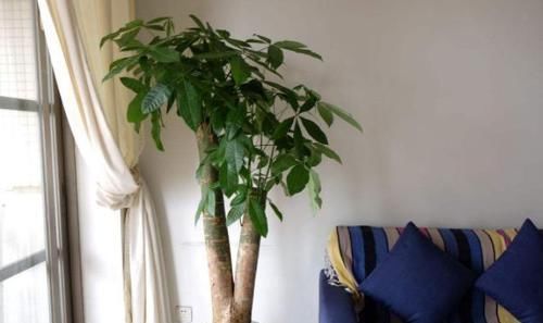 救回来|盆栽发财树如何做好日常管理掌握4点,黄叶烂根也能救回来