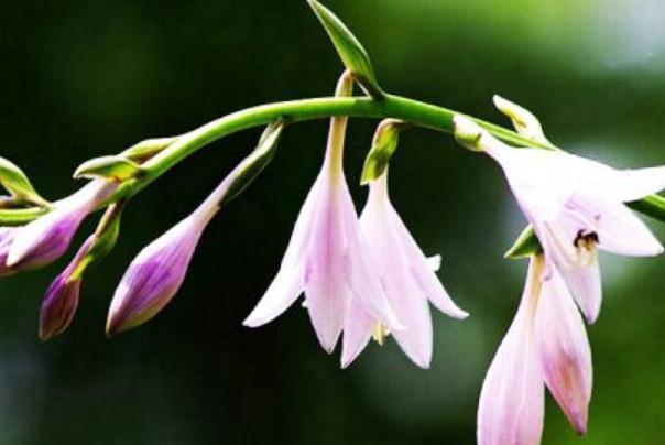 种花|室内“3种花”最见不得光,一放角落,叶绿、花苞钻,花开一大片