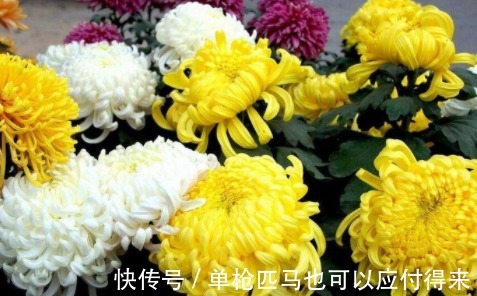 菊花|菊花和此物泡水喝,可以养护肝脏,视力也不错,值得与家人分享!