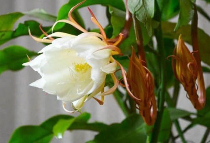 几种花是爆盆能手,开起花来“拦”不住,家里养一盆,招财又纳福