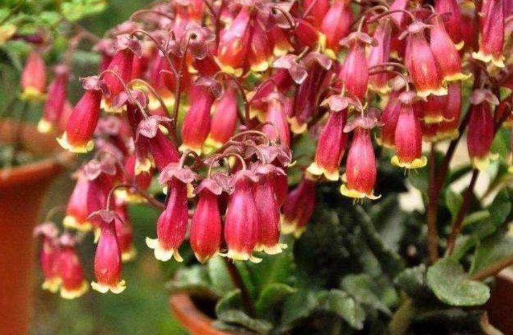 最有仙气的5种花,迷人的花朵,开满整个花盆,快养起来吧!