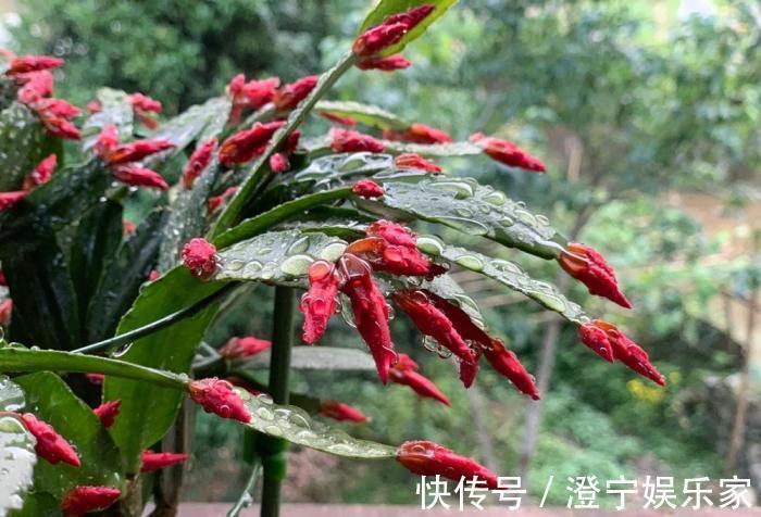 浇水|蟹爪兰度夏后叶片又薄又蔫,3招养厚叶片,秋花砰砰开爆盆!