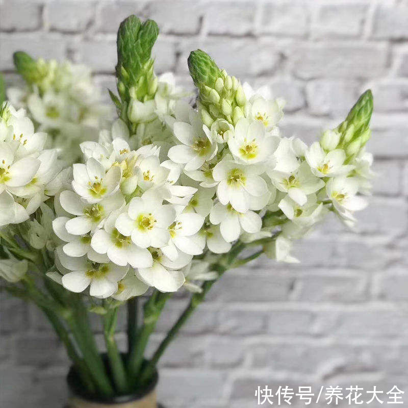 越老越值钱的“4种树”,能多养就多养,养十年“价值不菲”