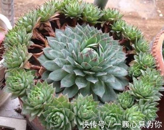 6种多肉不怕冻,越冷越好看,冻成“美肉”,冬天不养真亏