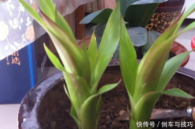 8种花,开完花别急着丢,剪一刀还能继续开!