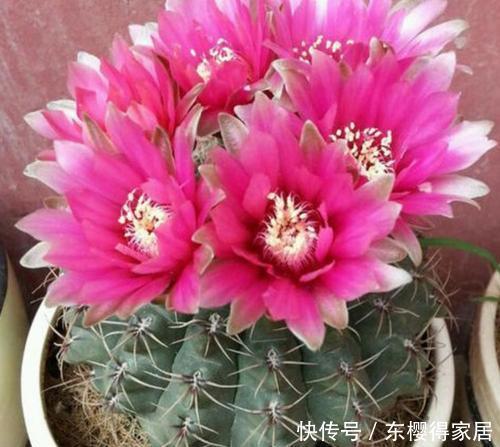 浇水|天热后,5种花适合“穷养”,用小盆少浇水,花朵会更多