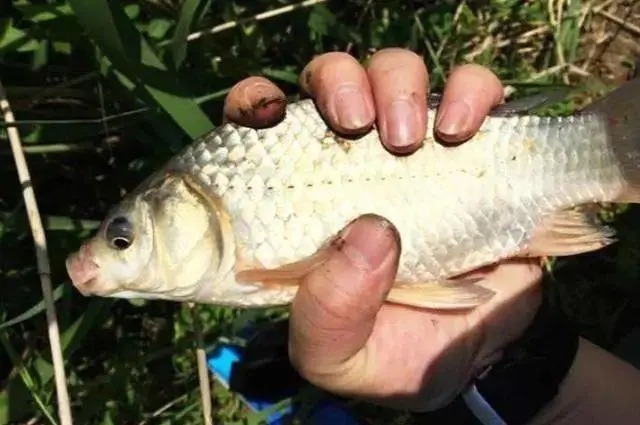 十月了鲫鱼都藏在这地方，钓过的人都说好！