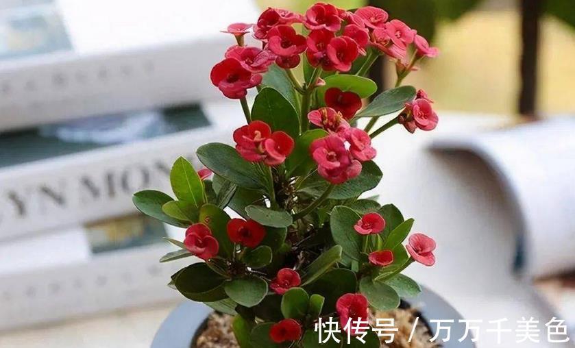 枝叶|这4方面养护到位，虎刺梅才不出问题，枝叶茂盛，到了花期就开花
