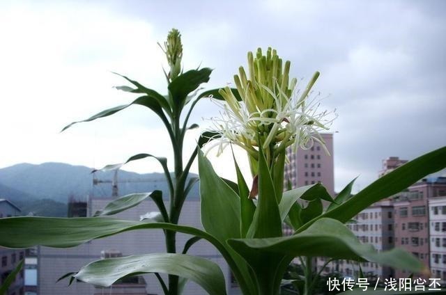 金钱树|家中若能开“4花”,既是养功到位,又是“财气”到位,恭喜你!