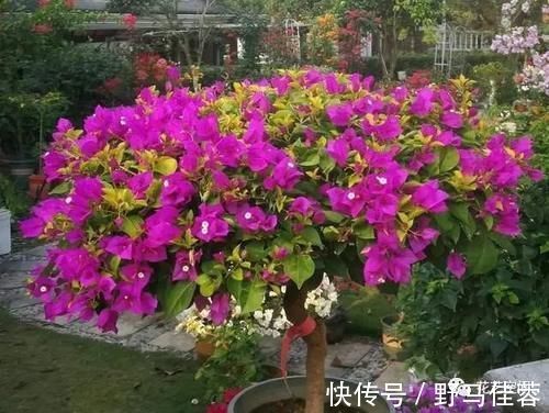 蟹爪兰|两种“促花水”,给三角梅、蟹爪兰用一勺,开花爆盆,又美又仙