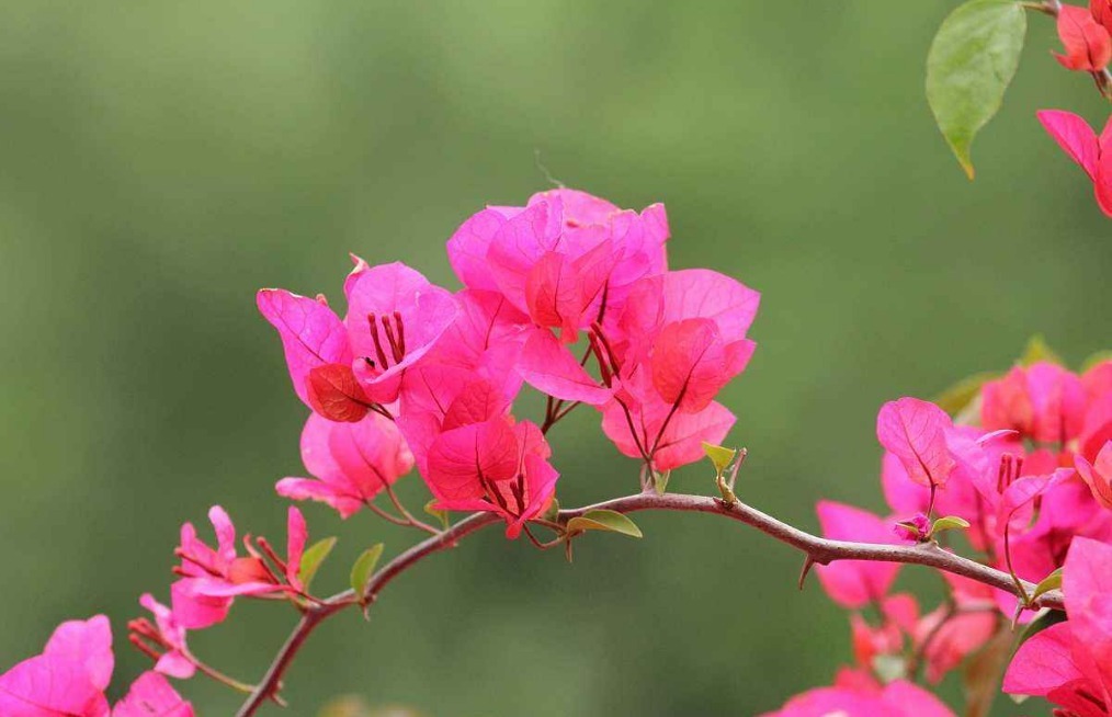三角梅换土换盆时修根很重要，注意三点，植株更健康，爆盆很简单