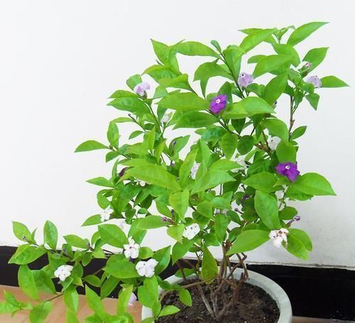 养双色茉莉,做好“3件小事”,一棵开100朵,连续开花,又香又美