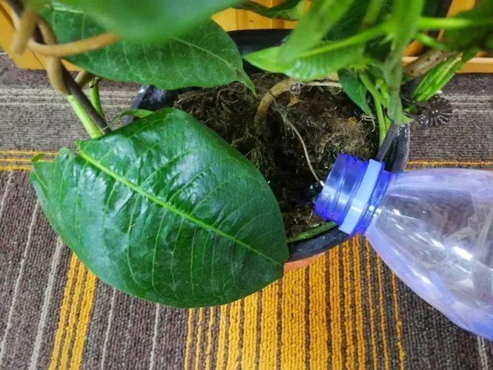 一开就是大半年,枝条沾水就活,根比萝卜还粗!