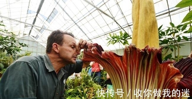 世界上最臭的花,7年才开一次花,看到会使人产生轻生幻觉?