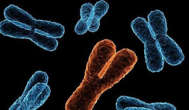 夫妻二人谁的基因,决定了孩子的颜值和智商?标准答案在这里!