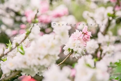 济南百花盛开，周末可以一起去赏花踏春，错过这个春天又得等一年