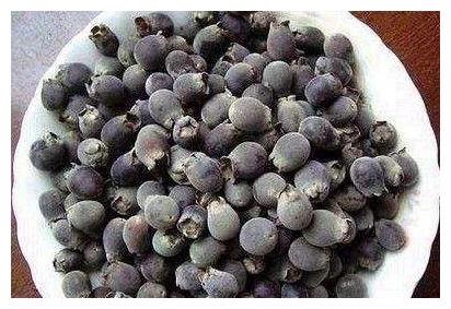 这种果子酷似蓝莓,味道也相似,人们喜欢拿