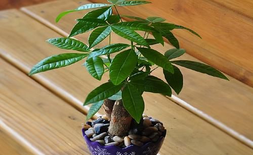 发财树烂根、叶片枯黄耷拉，养花人别灰心，调整这2点就好了