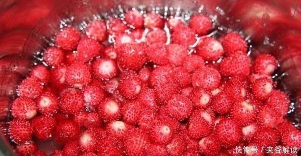 营养价值|乡下茅房边的“野草莓”，小时候摘了不敢吃，殊不知营养价值很高