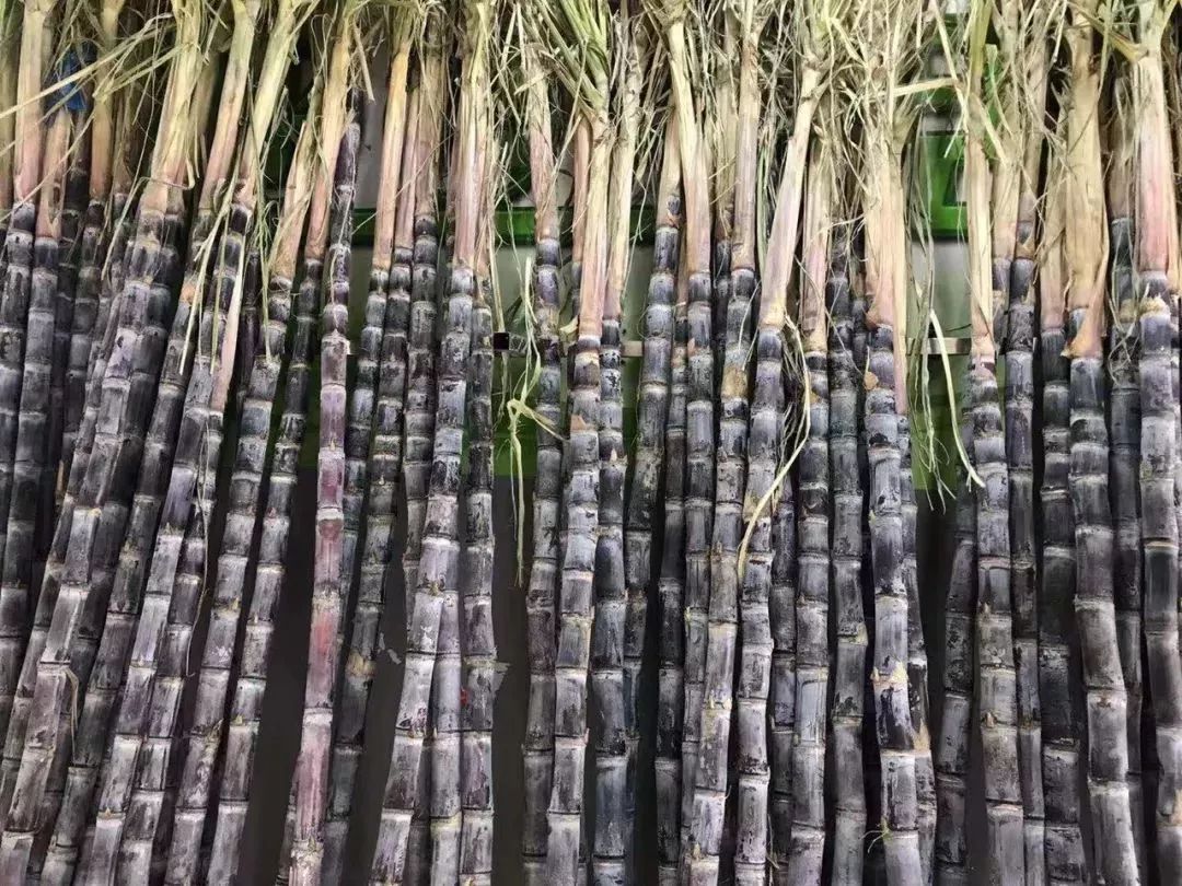 秋冬阴虚肺燥，动不动上火咳嗽，怎么能不试试它呢