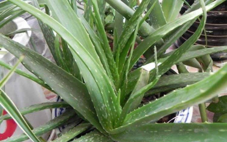 6种花常年开花易爆盆,被称为花卉界的劳模,开花漂亮一年不停